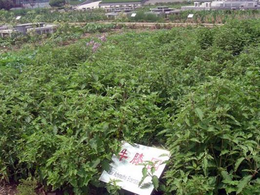 种植基地