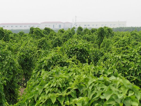 种植基地